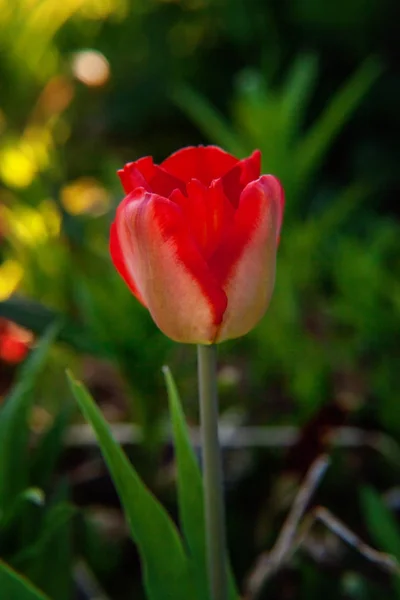 Flower red tulip start to bloom buds. Inspirational natural floral spring or summer blooming garden or park under soft sunlight and blurred bokeh background. Colorful blooming ecology nature landscape