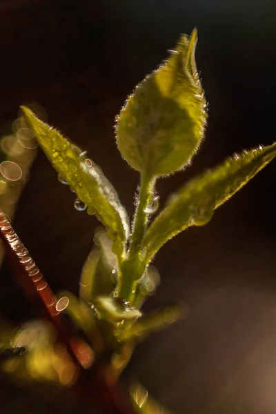 Csepp Eső Víz Zöld Levelek Ragyogó Napsütésben Inspiráló Természetes Virágos — Stock Fotó