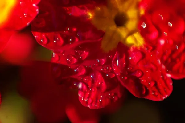 Primrose Primula Con Fiori Rossi Ispirazione Naturale Primavera Floreale Estate — Foto Stock