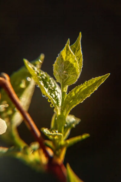 Gotas Agua Lluvia Sobre Hojas Verdes Que Brillan Bajo Sol —  Fotos de Stock