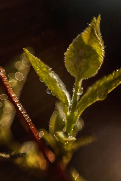 Regentropfen Auf Grünen Blättern Die Der Sonne Glühen Inspirierende Natürliche — Stockfoto