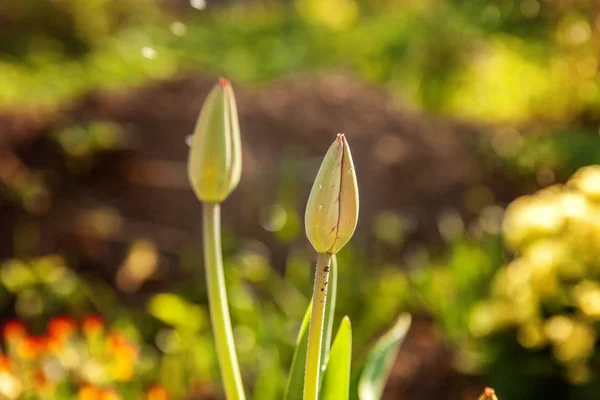 Flower tulips start to bloom buds. Inspirational natural floral spring or summer blooming garden or park under soft sunlight and blurred bokeh background. Colorful blooming ecology nature landscape