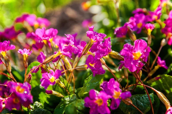 Pembe çiçekli çuha çiçeği Primula. İlham verici doğal çiçek bahar ya da yaz çiçek Bahçe veya park yumuşak güneş ışığı ve bulanık bokeh arka plan altında. Renkli çiçek açan ekoloji doğa manzara