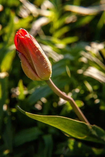 Flower red tulip start to bloom buds. Inspirational natural floral spring or summer blooming garden or park under soft sunlight and blurred bokeh background. Colorful blooming ecology nature landscape