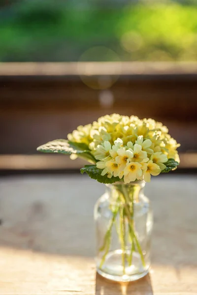 Primrose Primula Con Flores Amarillas —  Fotos de Stock