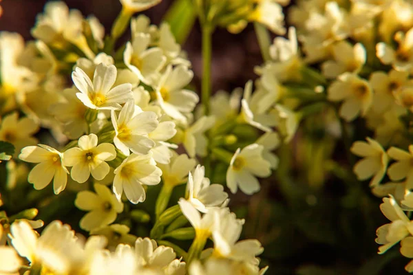 Çuha çiçeği - Primula vulgaris küçük kayalar yaprakları çöp arasında sarı çiçekli bahar bitki veya bahçe Yaz