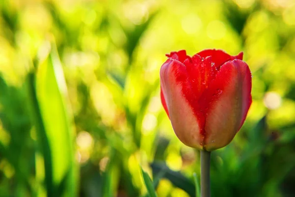 Flower red tulip start to bloom buds. Inspirational natural floral spring or summer blooming garden or park under soft sunlight and blurred bokeh background. Colorful blooming ecology nature landscape