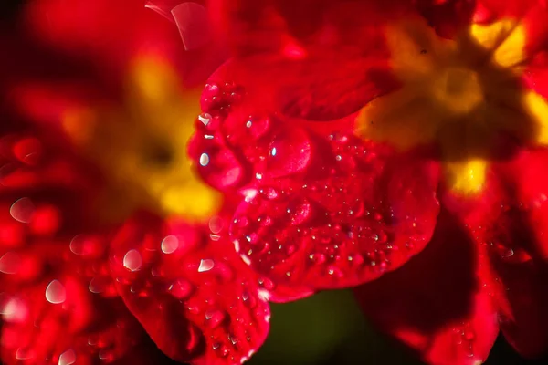 Primrose Primula Red Flowers Inspirational Natural Floral Spring Summer Blooming — Stock Photo, Image