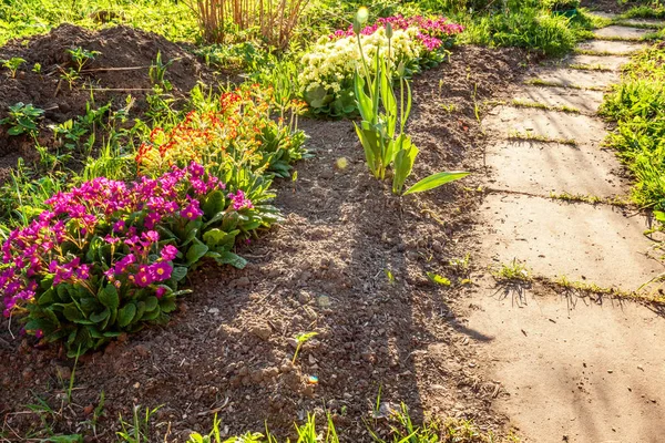 Pembe çiçekli çuha çiçeği Primula. İlham verici doğal çiçek bahar ya da yaz çiçek Bahçe veya park yumuşak güneş ışığı ve bulanık bokeh arka plan altında. Renkli çiçek açan ekoloji doğa manzara