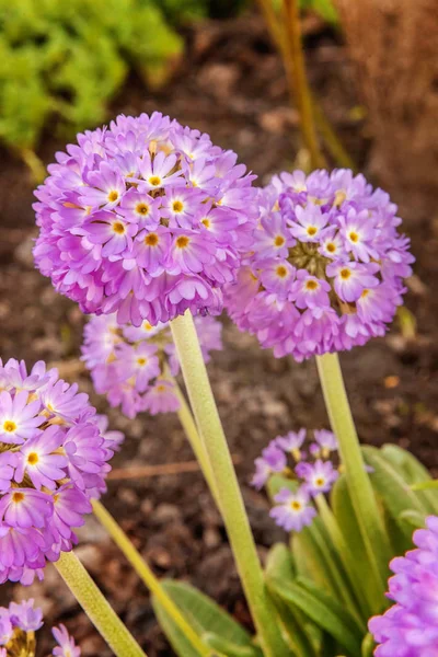 Primrose Primula Con Flores Violetas Jardín Parque Primavera Verano Floral — Foto de Stock