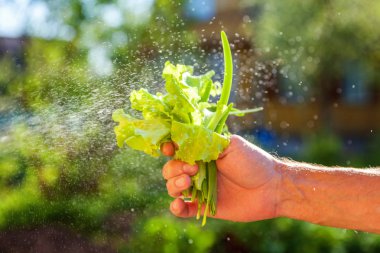 Marul salatası yağmur damlaları altında bırakır. Taze marul tutan çiftçi el Close-up bulanık Yeşiller arka planı bırakır. Organik sağlık gıda vejetaryen Organik Vejetaryen diyet kavramı