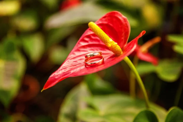 Wedding Rings Close Flower Calla — Stock Photo, Image