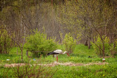 Yaz aylarında yeşil çim bir arka plan üzerinde beyaz leylek standları