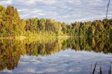 Orman ve su yansıması ile gölün güzel manzara