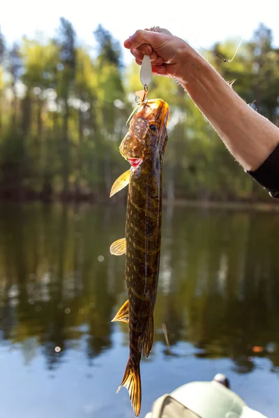 Pesce Luccio Nelle Mani Pescatore Sullo Sfondo Lago — Foto Stock