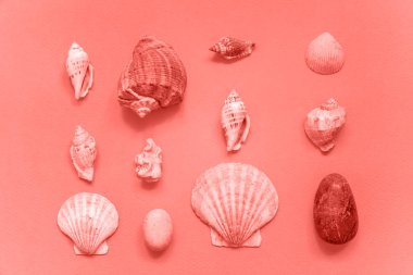 Tropikal deniz kabuğu konseptiyle yıl 2019 yaşayan mercan arka plan modaya uygun renkte renkli. Parlak makro renk 16-1546. Tatil yaz hafta sonu deniz macera seyahat etmek