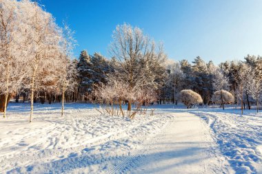 Snowy orman, güneşli sabah soğuk havalarda soğuk ağaçlarda. Sakin kış doğa güneş ışığı altında. İlham verici doğal kış bahçe veya park. 