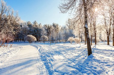 Snowy orman, güneşli sabah soğuk havalarda soğuk ağaçlarda. Sakin kış doğa güneş ışığı altında. İlham verici doğal kış bahçe veya park. 