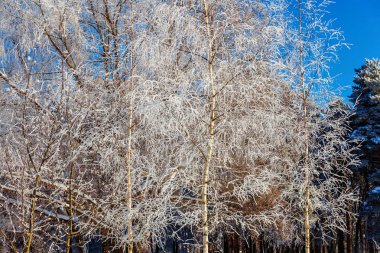 Snowy orman, güneşli sabah soğuk havalarda soğuk ağaçlarda. Sakin kış doğa güneş ışığı altında. İlham verici doğal kış bahçe veya park. 