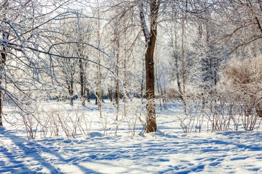 Snowy orman, güneşli sabah soğuk havalarda soğuk ağaçlarda. Sakin kış doğa güneş ışığı altında. İlham verici doğal kış bahçe veya park. 