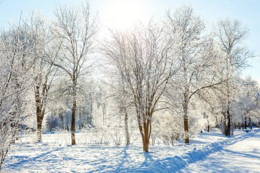 Snowy orman, güneşli sabah soğuk havalarda soğuk ağaçlarda. Sakin kış doğa güneş ışığı altında. İlham verici doğal kış bahçe veya park. 