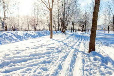 Snowy orman, güneşli sabah soğuk havalarda soğuk ağaçlarda. Sakin kış doğa güneş ışığı altında. İlham verici doğal kış bahçe veya park. 