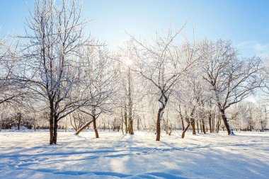 Snowy orman, güneşli sabah soğuk havalarda soğuk ağaçlarda. Sakin kış doğa güneş ışığı altında. İlham verici doğal kış bahçe veya park. 