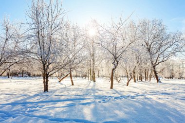 Snowy orman, güneşli sabah soğuk havalarda soğuk ağaçlarda. Sakin kış doğa güneş ışığı altında. İlham verici doğal kış bahçe veya park. 