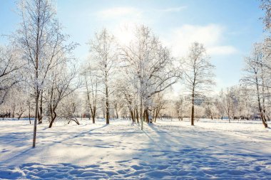 Snowy orman, güneşli sabah soğuk havalarda soğuk ağaçlarda. Sakin kış doğa güneş ışığı altında. İlham verici doğal kış bahçe veya park. 