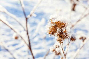 Snowy orman, güneşli sabah soğuk havalarda soğuk Dulavratotu çim.