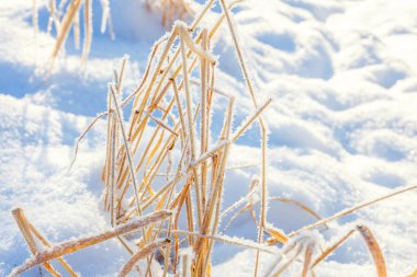 Snowy orman, güneşli sabah soğuk havalarda soğuk çim.