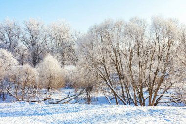 Snowy orman, güneşli sabah soğuk havalarda soğuk ağaçlarda. Sakin kış doğa güneş ışığı altında. İlham verici doğal kış bahçe veya park. 