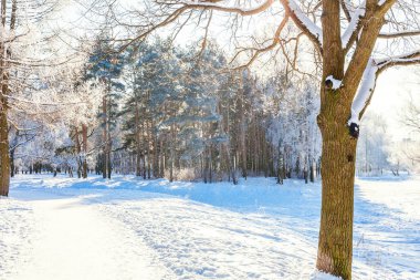 Snowy orman, güneşli sabah soğuk havalarda soğuk ağaçlarda. Sakin kış doğa güneş ışığı altında. İlham verici doğal kış bahçe veya park. 