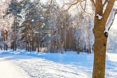 Snowy orman, güneşli sabah soğuk havalarda soğuk ağaçlarda. Sakin kış doğa güneş ışığı altında. İlham verici doğal kış bahçe veya park. 