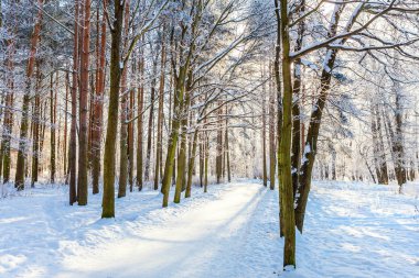 Snowy orman, güneşli sabah soğuk havalarda soğuk ağaçlarda. Sakin kış doğa güneş ışığı altında. İlham verici doğal kış bahçe veya park. 