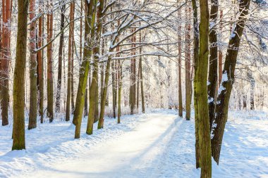 Snowy orman, güneşli sabah soğuk havalarda soğuk ağaçlarda. Sakin kış doğa güneş ışığı altında. İlham verici doğal kış bahçe veya park. 