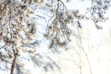 Soğuk çam ağacı dalı karlı ormandaki soğuk hava güneşli sabah. 