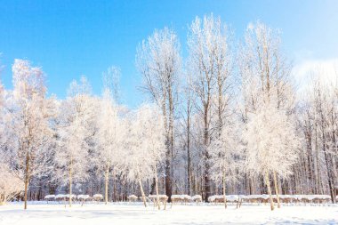 Snowy orman, güneşli sabah soğuk havalarda soğuk ağaçlarda. Sakin kış doğa güneş ışığı altında. İlham verici doğal kış bahçe veya park. 