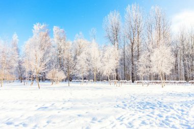 Snowy orman, güneşli sabah soğuk havalarda soğuk ağaçlarda. Sakin kış doğa güneş ışığı altında. İlham verici doğal kış bahçe veya park. 