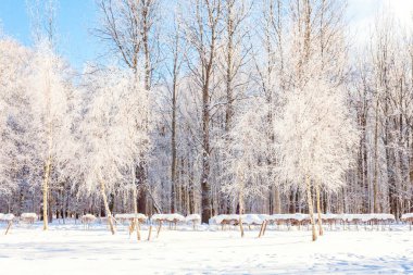 Snowy orman, güneşli sabah soğuk havalarda soğuk ağaçlarda. Sakin kış doğa güneş ışığı altında. İlham verici doğal kış bahçe veya park. 