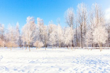 Snowy orman, güneşli sabah soğuk havalarda soğuk ağaçlarda. Sakin kış doğa güneş ışığı altında. İlham verici doğal kış bahçe veya park. 