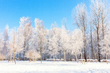 Snowy orman, güneşli sabah soğuk havalarda soğuk ağaçlarda. Sakin kış doğa güneş ışığı altında. İlham verici doğal kış bahçe veya park. 