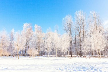 Snowy orman, güneşli sabah soğuk havalarda soğuk ağaçlarda. Sakin kış doğa güneş ışığı altında. İlham verici doğal kış bahçe veya park. 