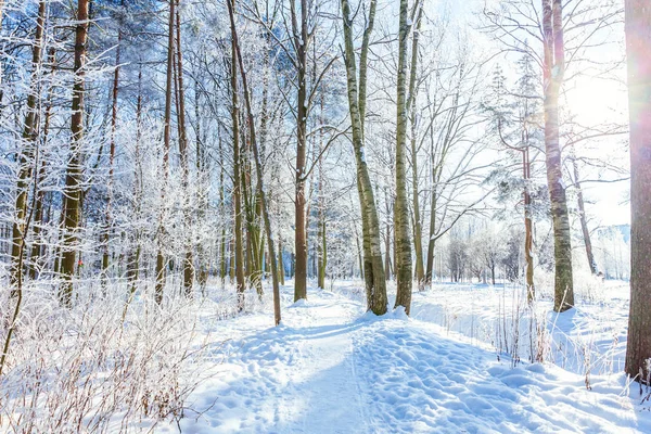 Alberi Ghiacciati Nella Foresta Innevata Freddo Mattino Tranquillo Inverno Natura — Foto Stock