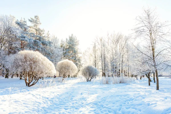 Alberi Ghiacciati Nella Foresta Innevata Freddo Mattino Tranquillo Inverno Natura — Foto Stock