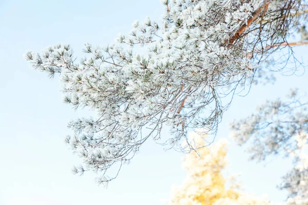 Rama Árboles Helados Bosque Nevado Clima Frío Mañana Soleada Naturaleza — Foto de Stock