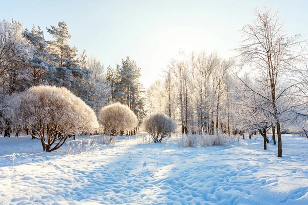 Alberi Ghiacciati Nella Foresta Innevata Freddo Mattino Tranquillo Inverno Natura — Foto Stock