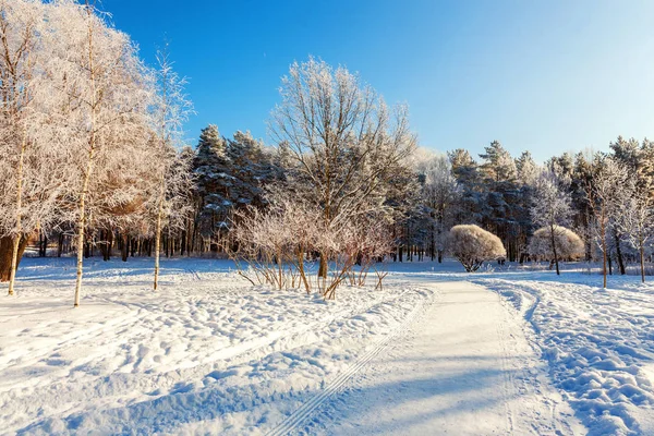 Arbres Givrés Dans Une Forêt Enneigée Temps Froid Matin Nature — Photo