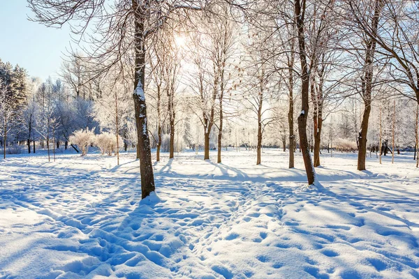 Alberi Ghiacciati Nella Foresta Innevata Freddo Mattino Tranquillo Inverno Natura — Foto Stock
