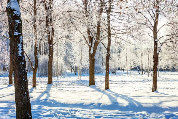 Alberi Ghiacciati Nella Foresta Innevata Freddo Mattino Tranquillo Inverno Natura — Foto Stock